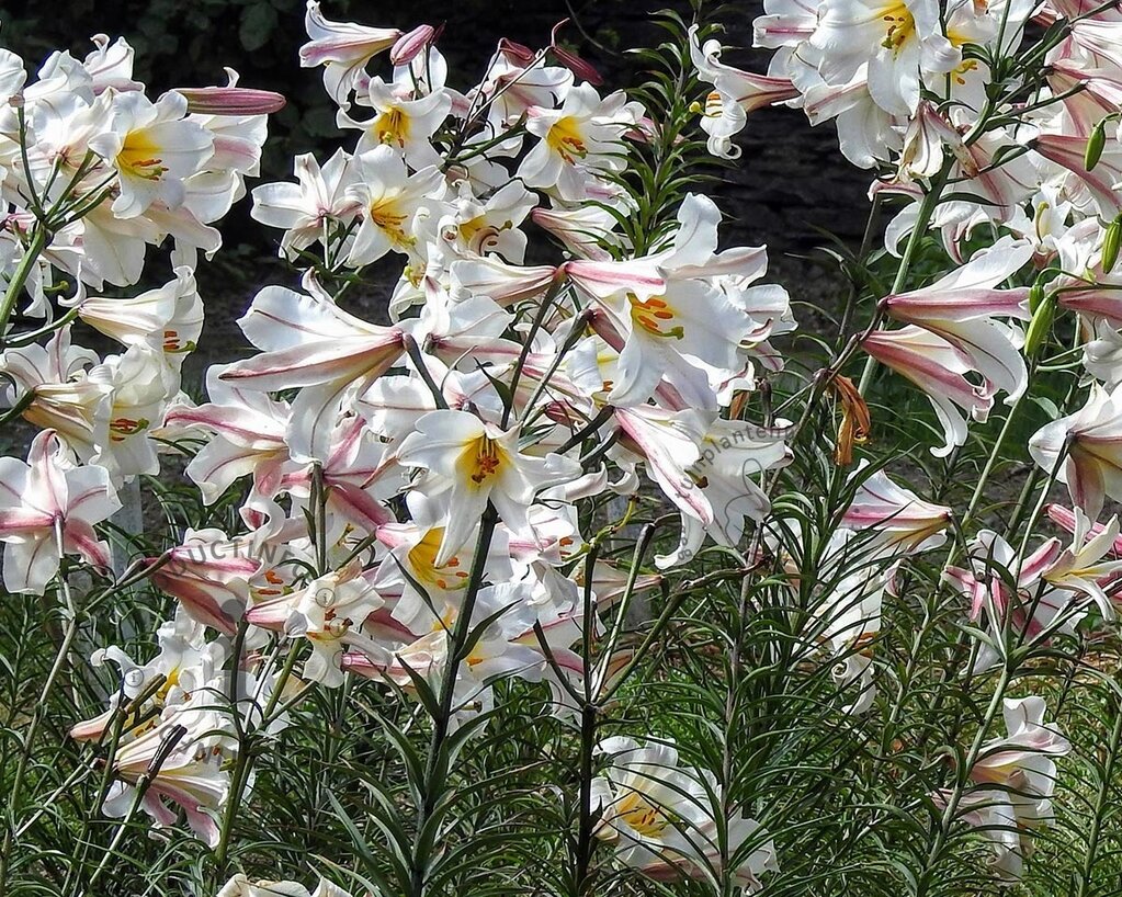 Lilium regale