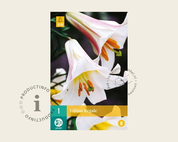 Lilium regale
