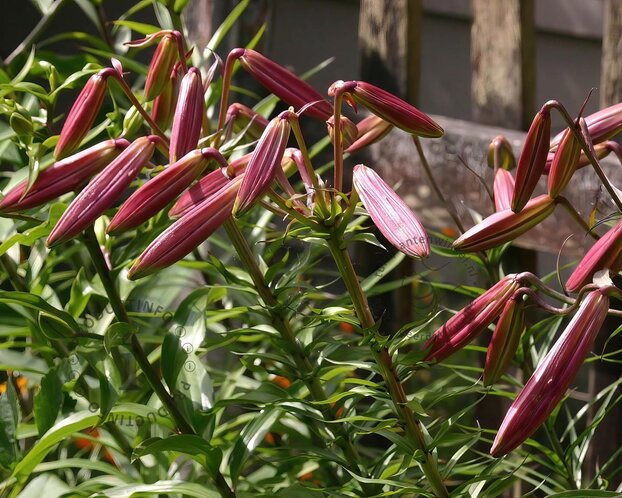 Lilium regale