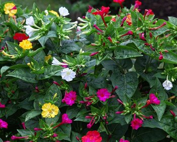 Mirabilis jalapa Mix