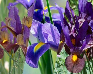 Iris hollandica Tiger Mix