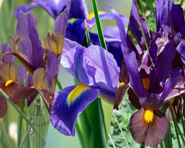 Iris hollandica Tiger Mix