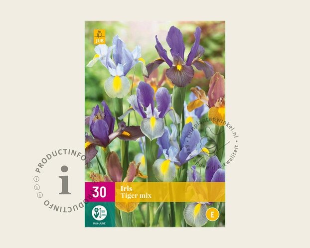 Iris hollandica Tiger Mix