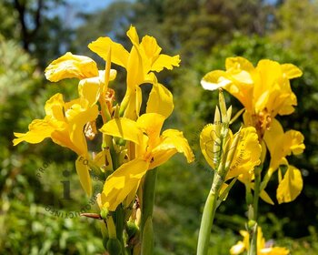 Canna 'Richard Wallace' - knol