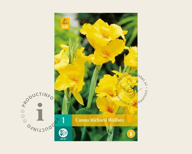Canna 'Richard Wallace' - knol