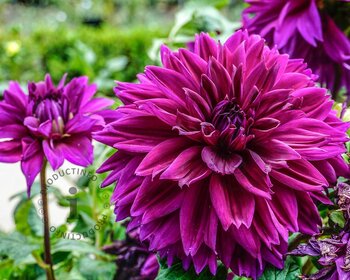 Dahlia 'Le Baron'