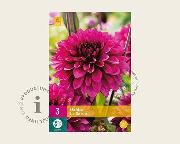 Dahlia 'Le Baron'