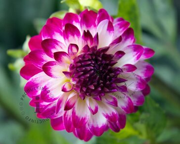 Dahlia 'Little Robert'