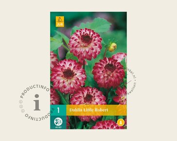 Dahlia 'Little Robert'