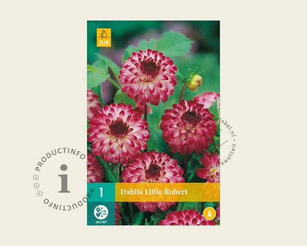 Dahlia 'Little Robert'