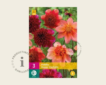 Dahlia Happy Daylight