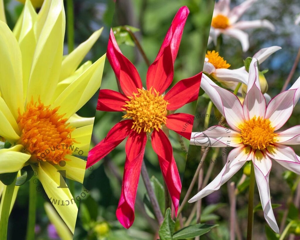 Dahlia Honka Mix