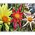 Dahlia Honka Mix