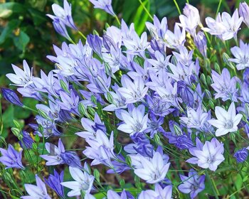 Triteleia corrina