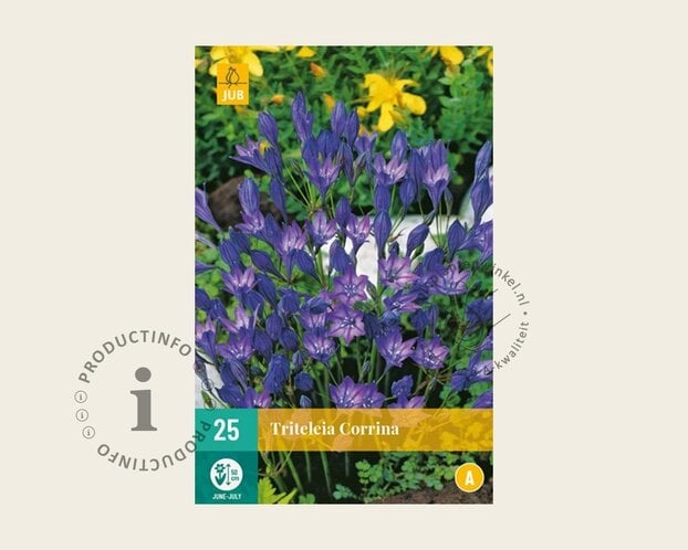Triteleia corrina