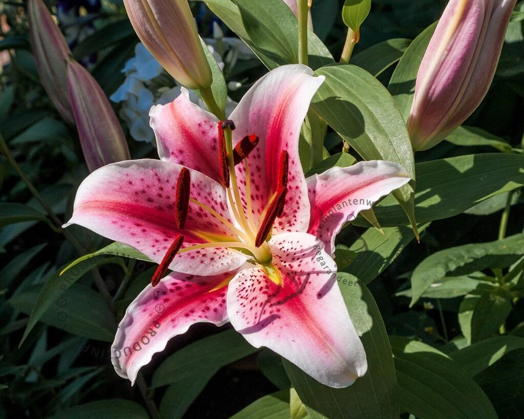 Lilium 'Hachi'