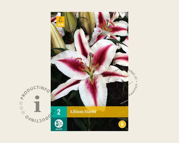Lilium 'Hachi'