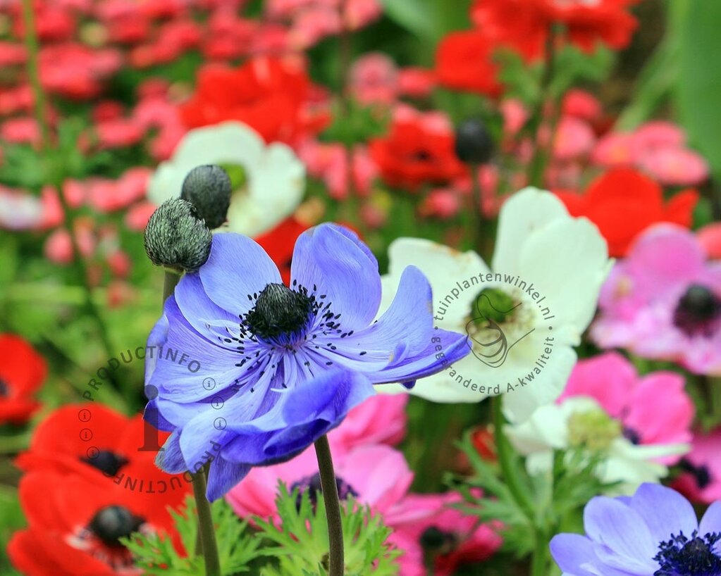 Anemone coronaria De Caen Mix