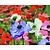 Anemone coronaria De Caen Mix