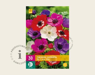 Anemone coronaria De Caen Mix