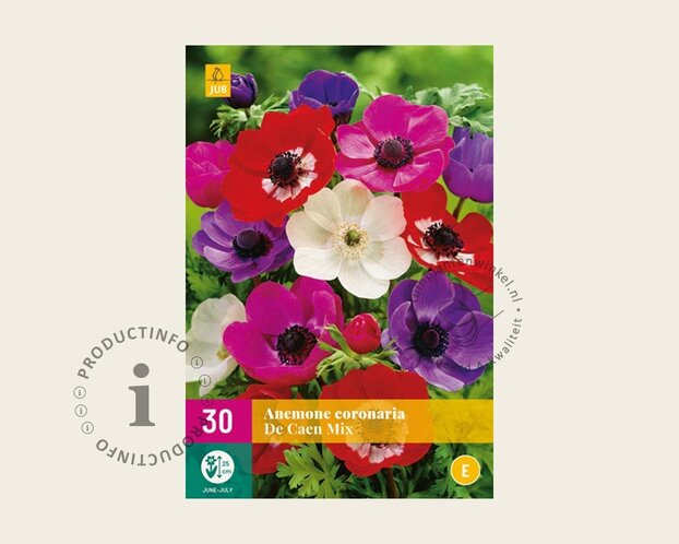 Anemone coronaria De Caen Mix