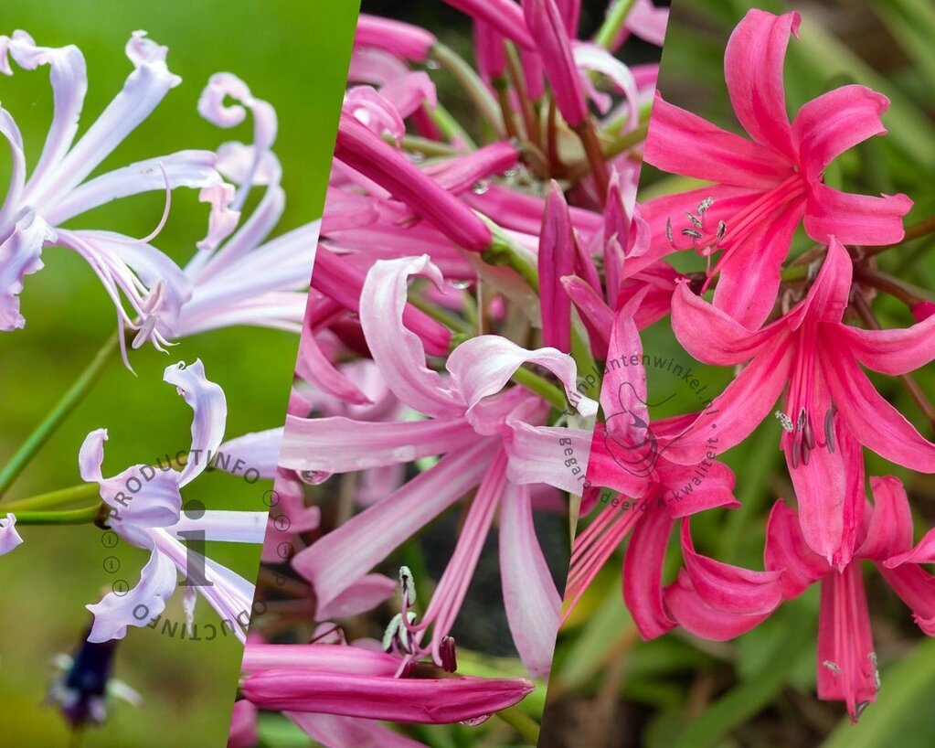 Nerine bowdenii Mix