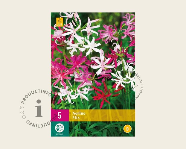 Nerine bowdenii Mix