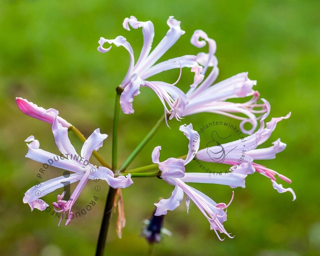 Nerine bowdenii 'Alba'