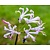 Nerine bowdenii 'Alba'