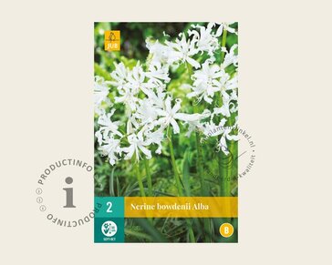 Nerine bowdenii 'Alba'