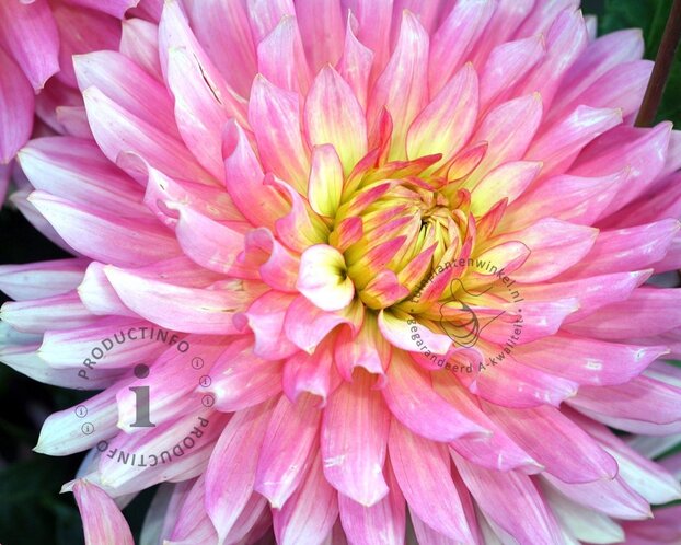 Dahlia 'Extase'