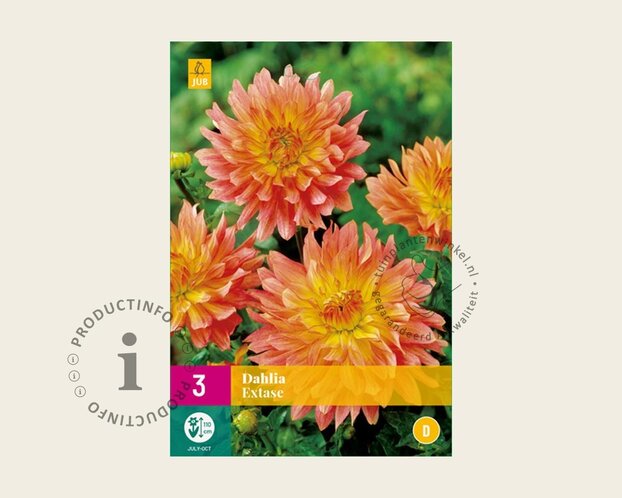 Dahlia 'Extase'