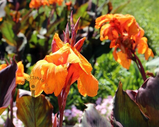 Canna 'Wyoming' - knol