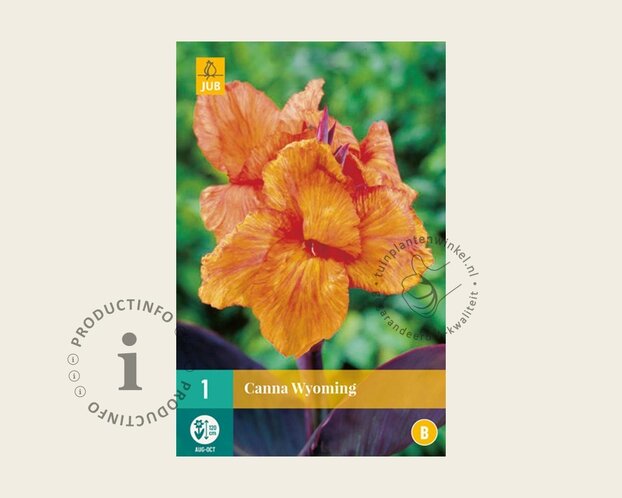 Canna 'Wyoming' - knol