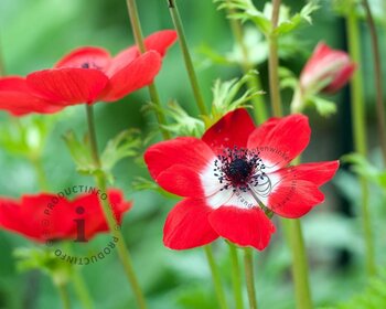 Anemone coronaria 'Hollandia'