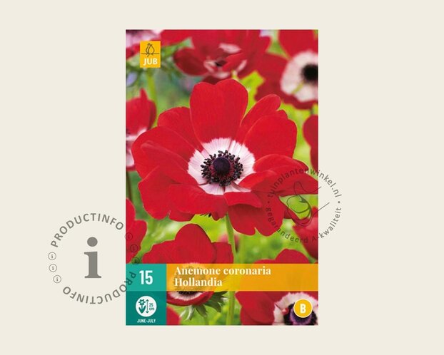 Anemone coronaria 'Hollandia'