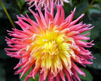 Dahlia 'Alfred Grille'