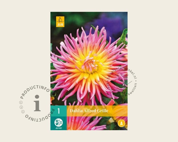 Dahlia 'Alfred Grille'