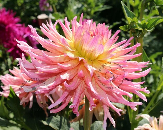 Dahlia 'Alfred Grille'