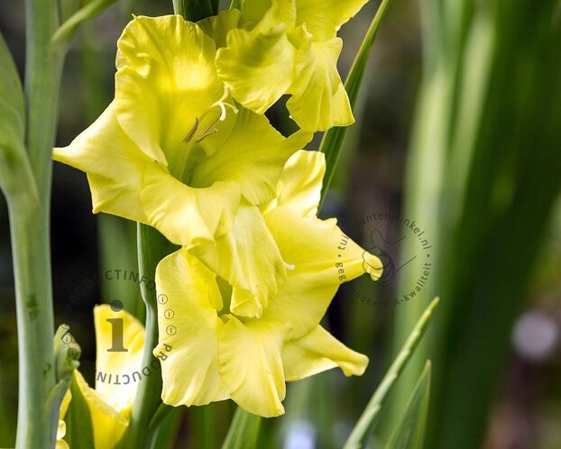 Gladiolus 'Evergreen'