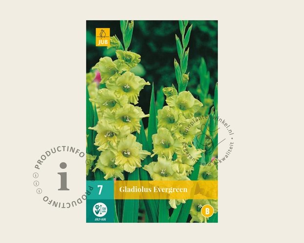 Gladiolus 'Evergreen'