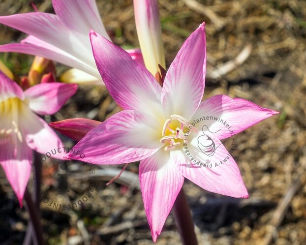 Amaryllis belladonna