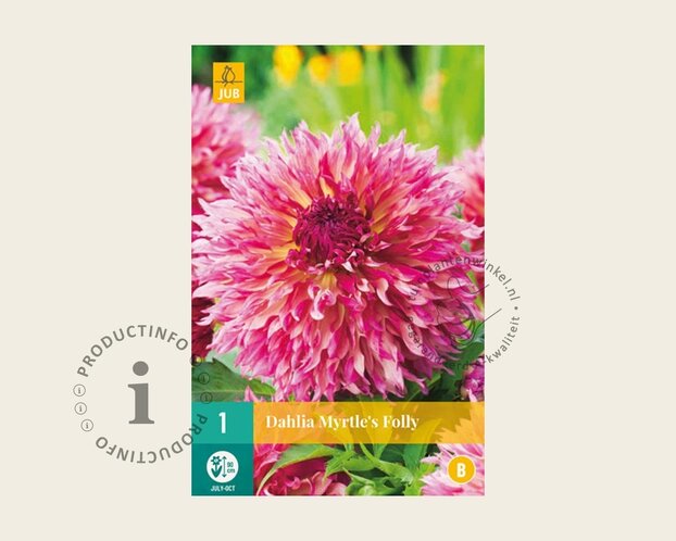 Dahlia 'Myrtle's Folly'