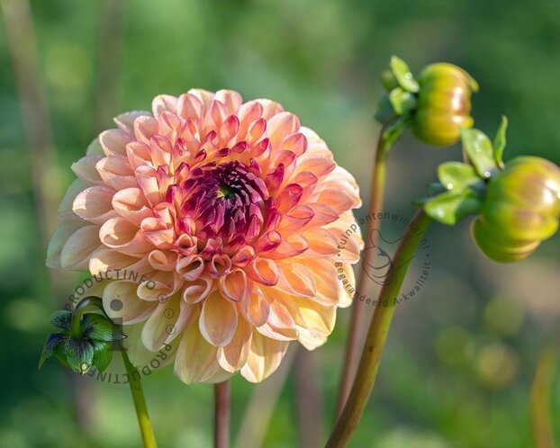 Dahlia 'Wine Eyed Jill'
