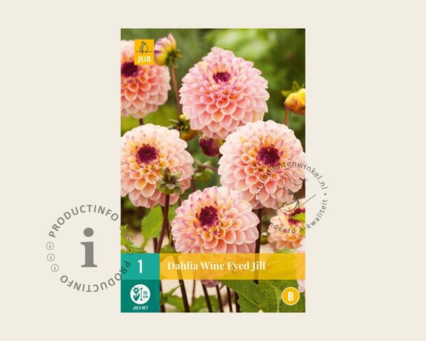 Dahlia 'Wine Eyed Jill'