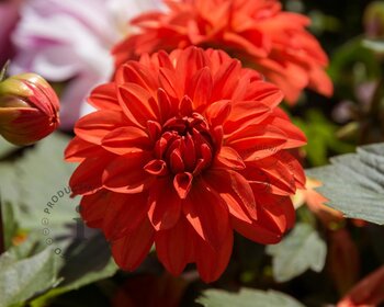 Dahlia 'Ellen Houston'