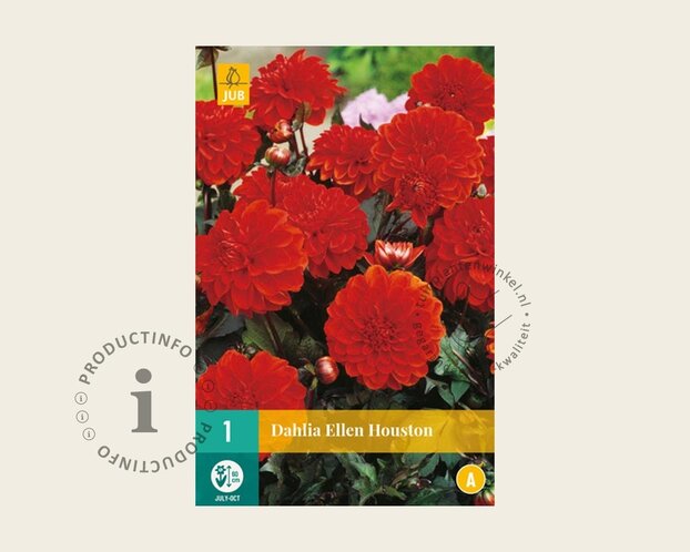 Dahlia 'Ellen Houston'