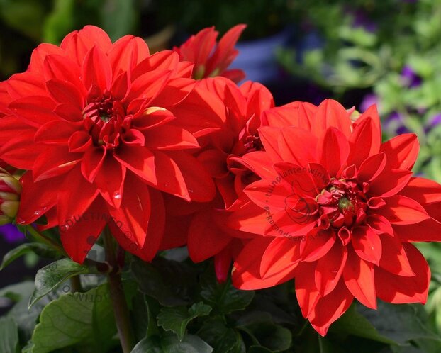 Dahlia 'Ellen Houston'