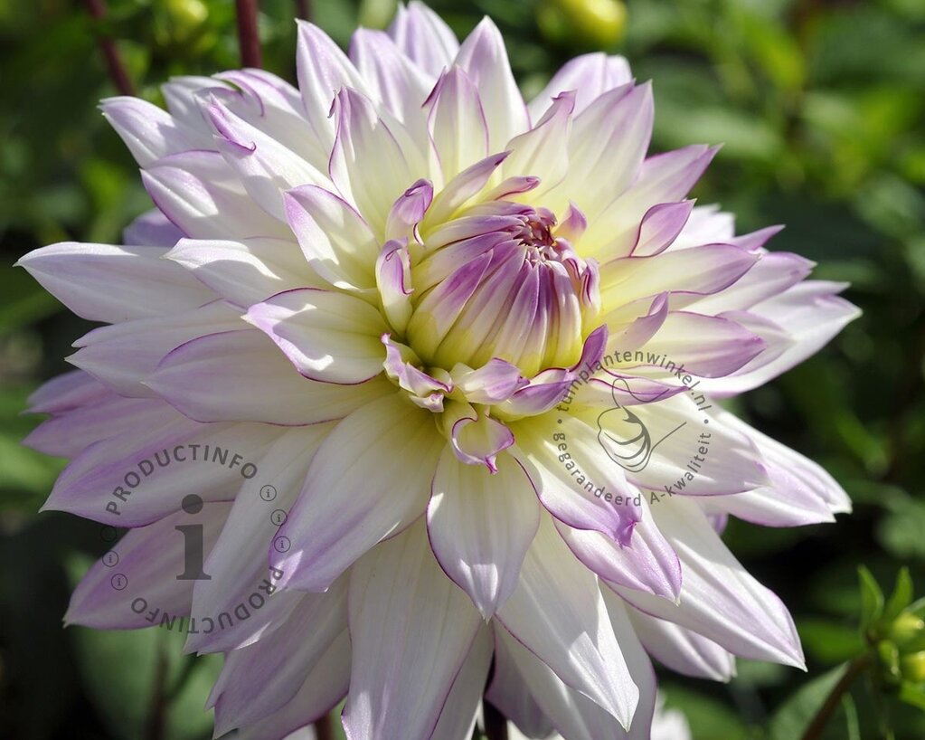 Dahlia 'Crazy Love'