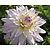 Dahlia 'Crazy Love'